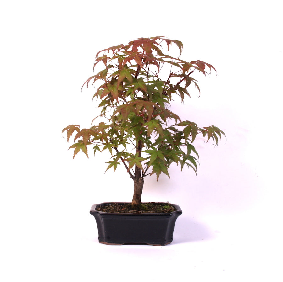 Acer Palmatum Desjoho, Outdoor, 15cm pot