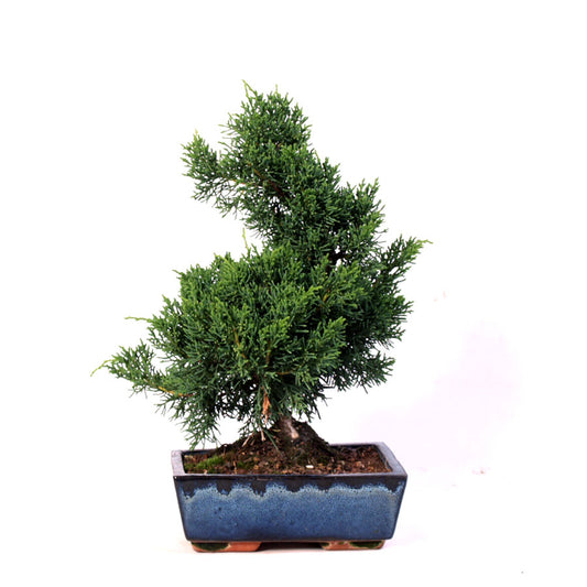 Juniperus Sargentii, 9jaar potmaat 20cm blauwe pot