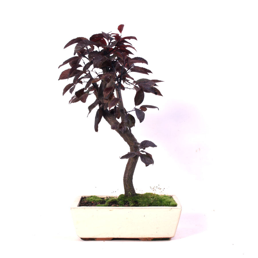 Prunus Pissardii, pot de 20 cm, hauteur 40 cm et 9 ans