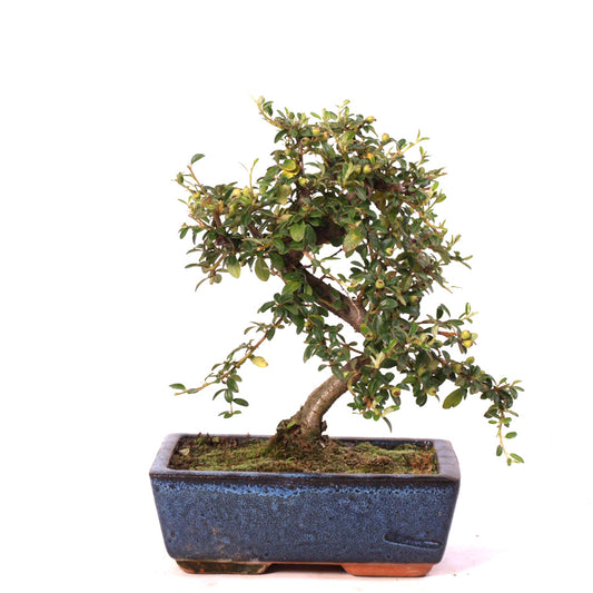 Cotoneaster, 9 ans, pot de 20 cm, pot bleu