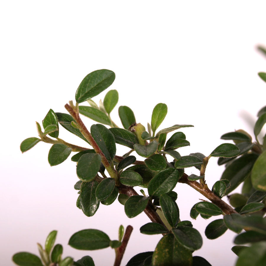 Cotoneaster, 9 ans, pot de 20 cm, pot bleu