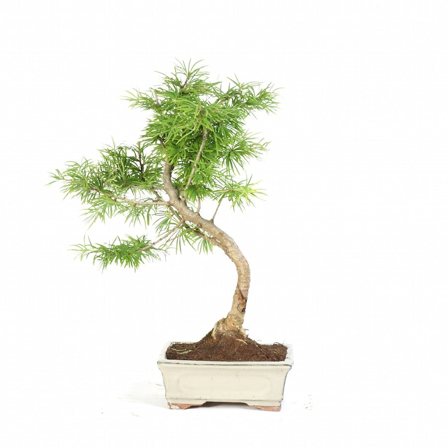 Lariks Amabelis potmaat 15cm, Moyogi stijl bonsai Outdoor