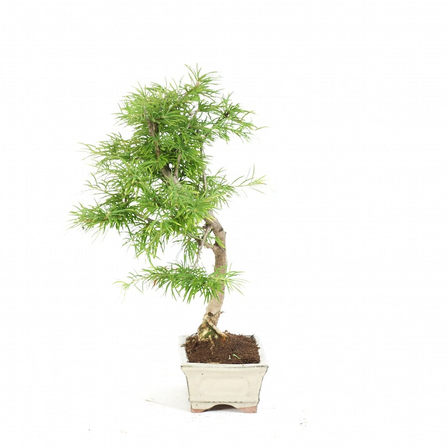Lariks Amabelis potmaat 15cm, Moyogi stijl bonsai Outdoor