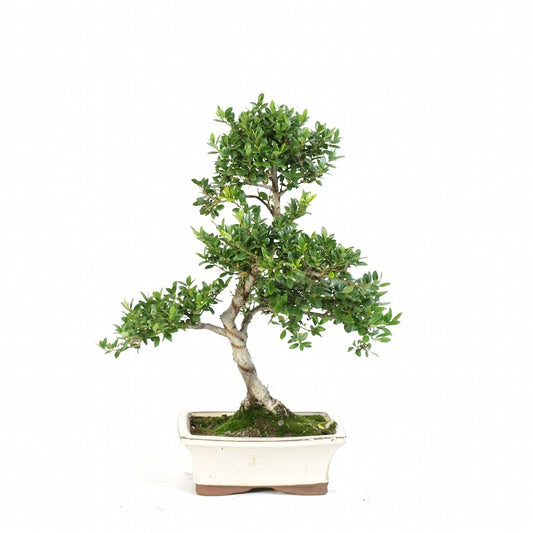 Ilex Crenata 15cm potmaat Moyogi bonsai stijl, Outdoor