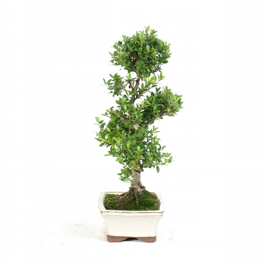 Ilex Crenata 15cm potmaat Moyogi bonsai stijl, Outdoor