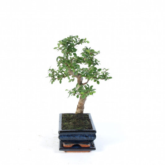 Zelkova Indoor Bonsai pot de 20 cm bleu