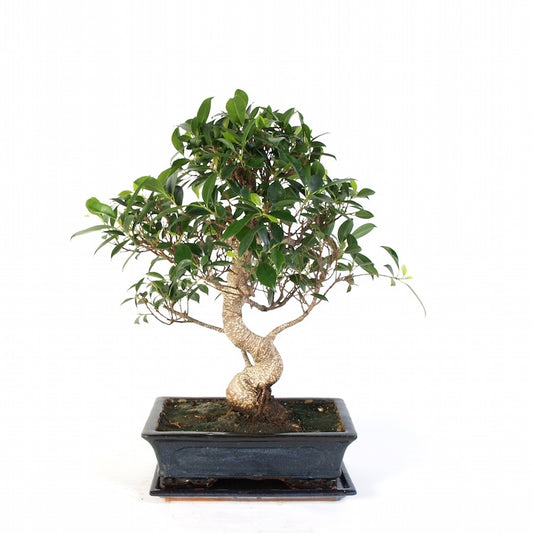 Ficus Retusa Bonsai d'intérieur pot de 30 cm en céramique bleue, hauteur 50 cm