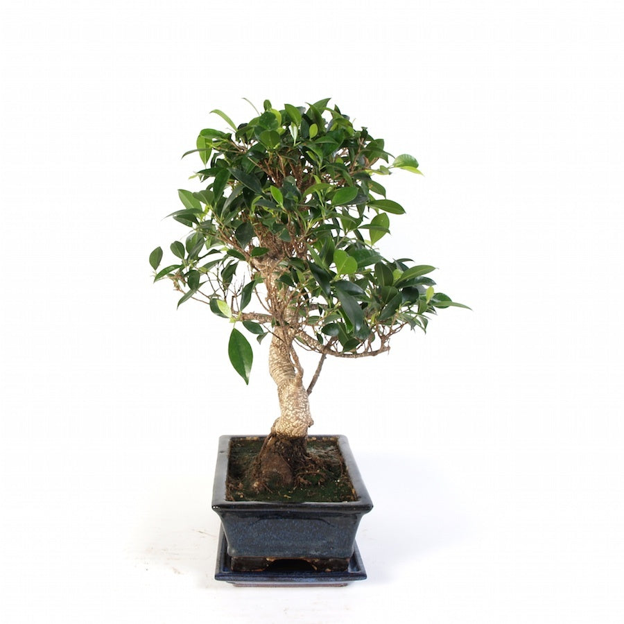 Ficus Retusa Bonsai d'intérieur pot de 30 cm en céramique bleue, hauteur 50 cm