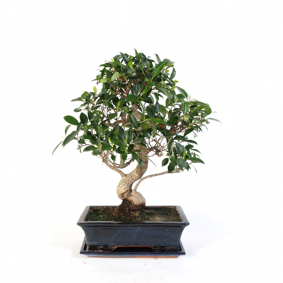 Ficus Retusa Bonsai d'intérieur pot de 30 cm en céramique bleue, hauteur 50 cm