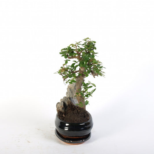 Zelkova rocher Indoor Bonsai bleu 21 cm