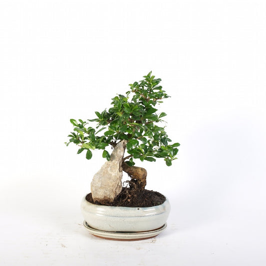 Carmona Macrophylla avec rocher Bonsaï d'intérieur pot de 21 cm crème