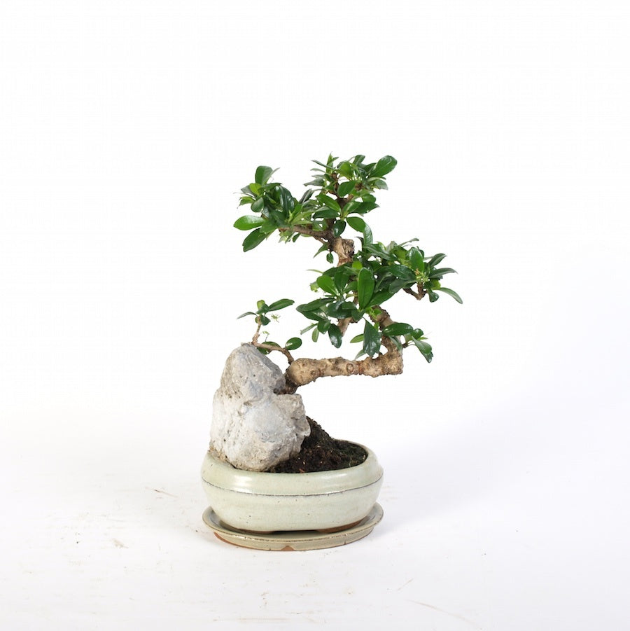 Carmona Macrophylla met rotspartij Indoor Bonsai potmaat 16cm creme