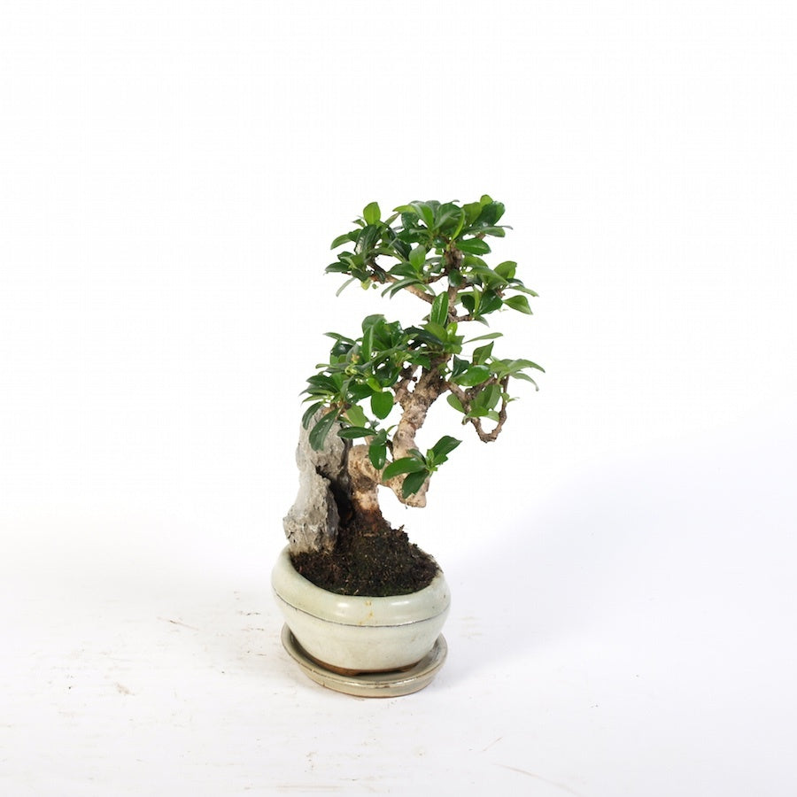 Carmona Macrophylla met rotspartij Indoor Bonsai potmaat 16cm creme