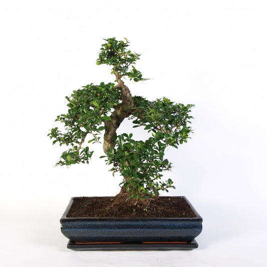 Carmona Macrophylla Indoor Bonsai 40cm