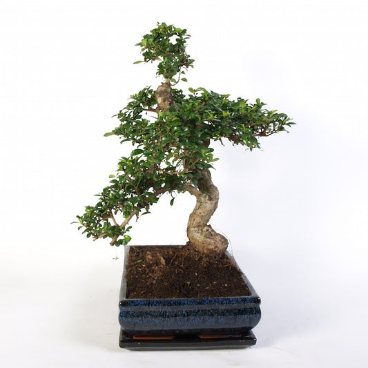 Carmona Macrophylla Indoor Bonsai 40cm