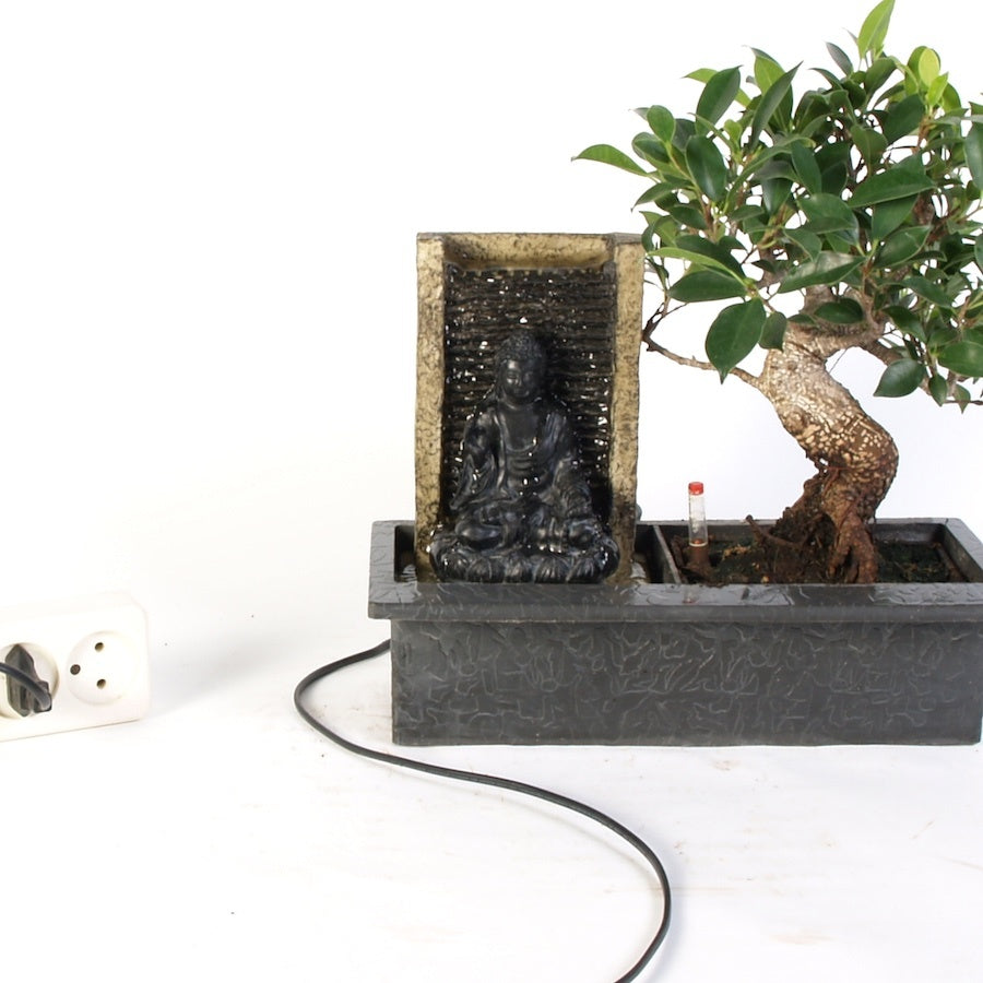 Ficus Indoor Bonsai met Boeddha waterval