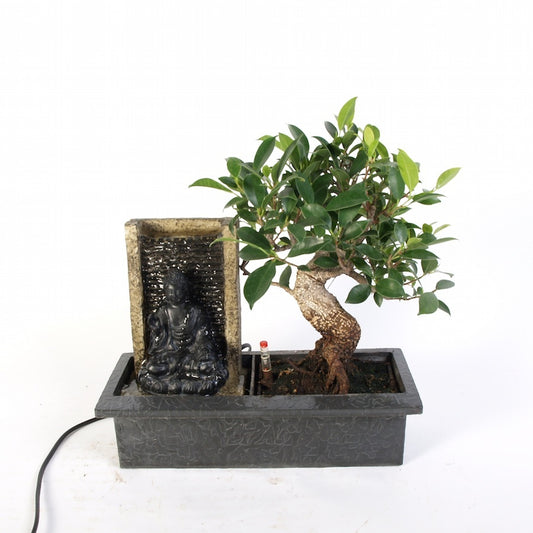 Ficus Indoor Bonsai met Boeddha waterval