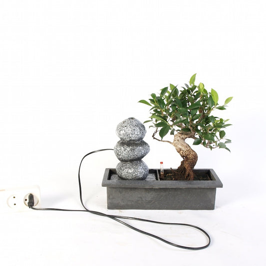 Ficus Indoor Bonsai met Zen stapelstenen waterval