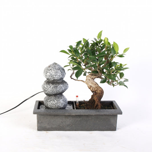 Ficus Indoor Bonsai met Zen stapelstenen waterval