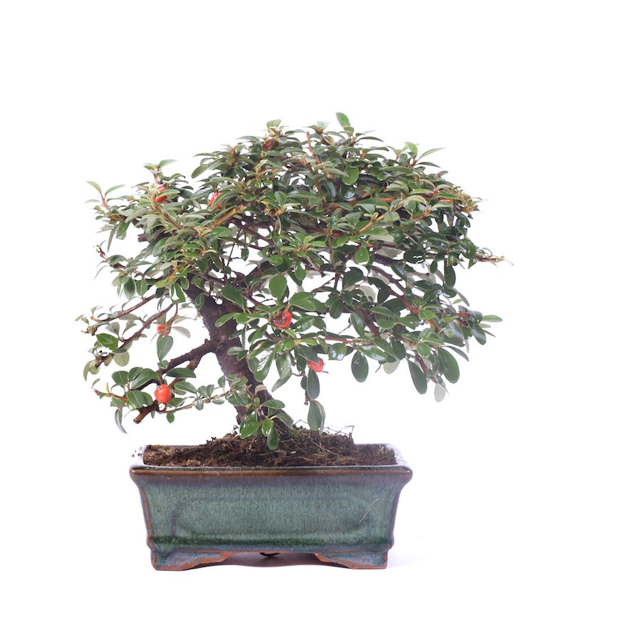 Cotoneaster, pot de 15 cm, hauteur 23 cm