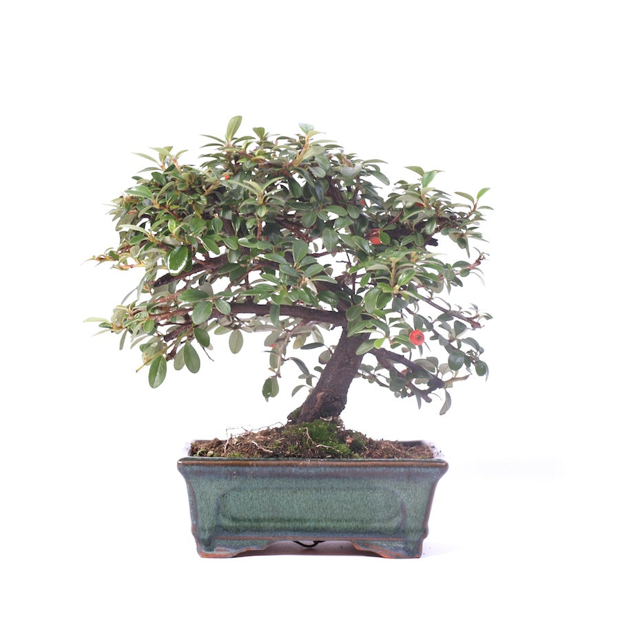 Cotoneaster, pot de 15 cm, hauteur 23 cm