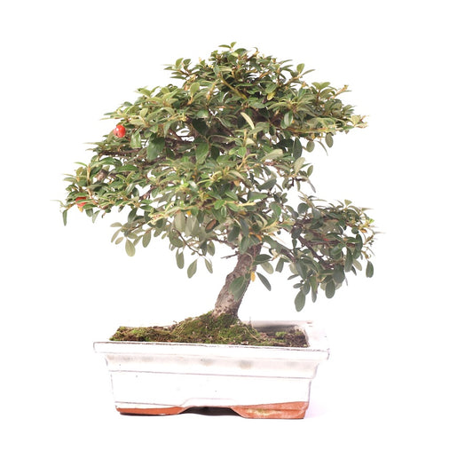 Cotoneaster 20cm, hoogte 28cm