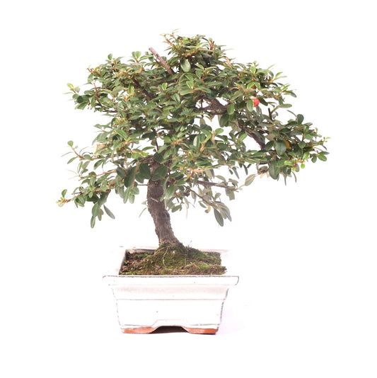 Cotoneaster 20cm, hoogte 28cm