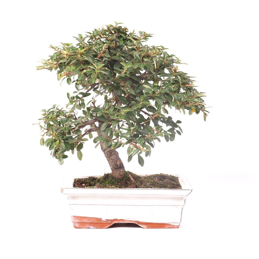 Cotoneaster 20cm, hoogte 28cm