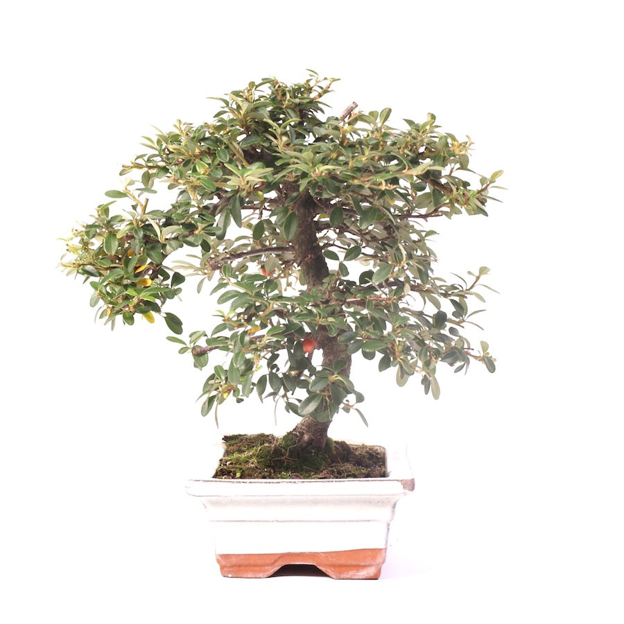 Cotoneaster 20cm, hoogte 28cm