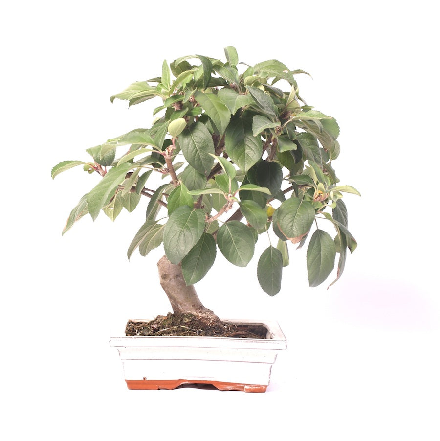 Malus Domestica, extérieur, 20 cm, hauteur 35 cm