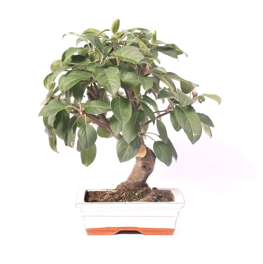 Malus Domestica, extérieur, 20 cm, hauteur 35 cm