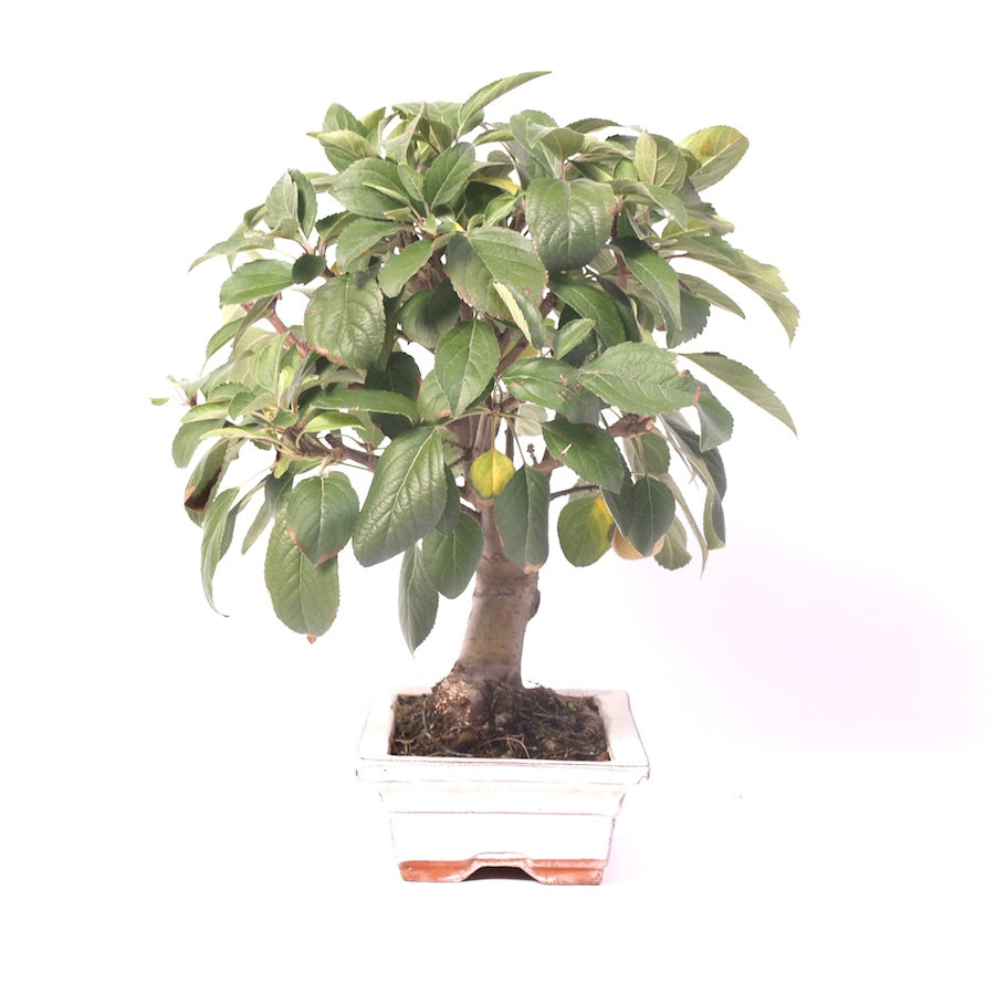 Malus Domestica, extérieur, 20 cm, hauteur 35 cm