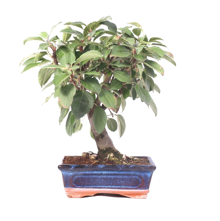 Malus Domestica, extérieur, 20 cm, hauteur 35 cm
