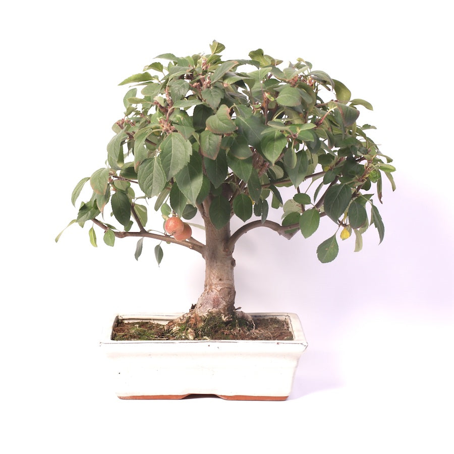 Malus Domestica, extérieur, 25 cm, hauteur 40 cm