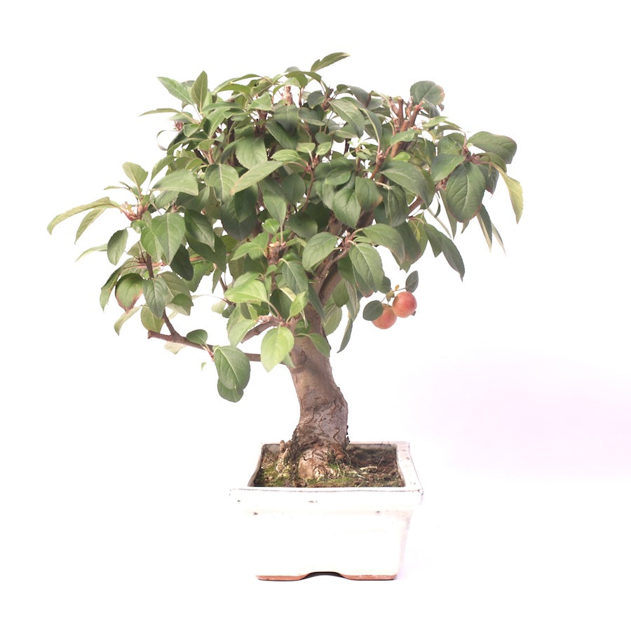 Malus Domestica, extérieur, 25 cm, hauteur 40 cm