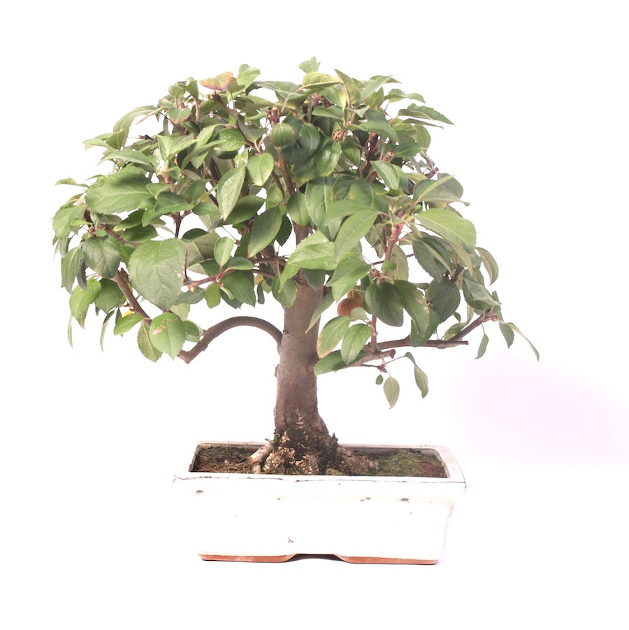 Malus Domestica, extérieur, 25 cm, hauteur 40 cm