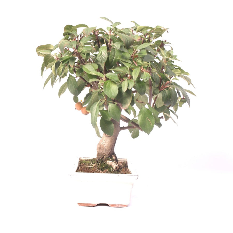 Malus Domestica, extérieur, 25 cm, hauteur 40 cm