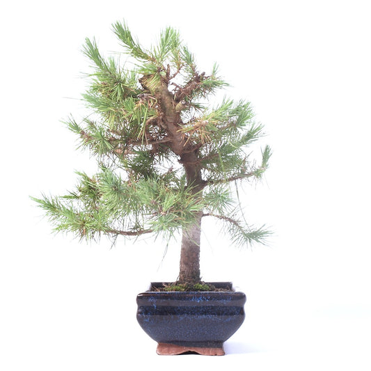 Pinus Halepensis 15cm, hoogte 30cm