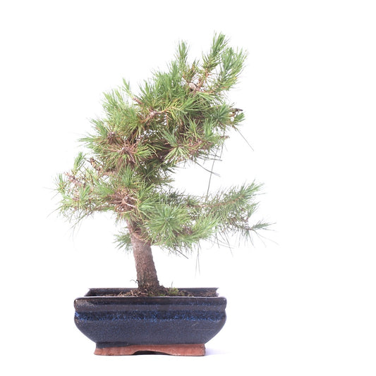 Pinus Halepensis 15cm, hoogte 30cm