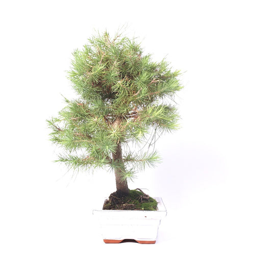 Pinus Halepensis 20cm, hoogte 37cm