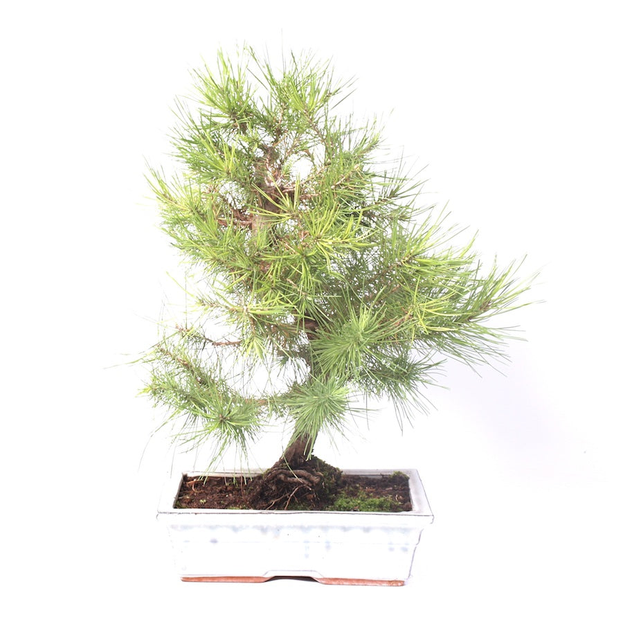 Pinus Halepensis 25cm, hoogte 45cm