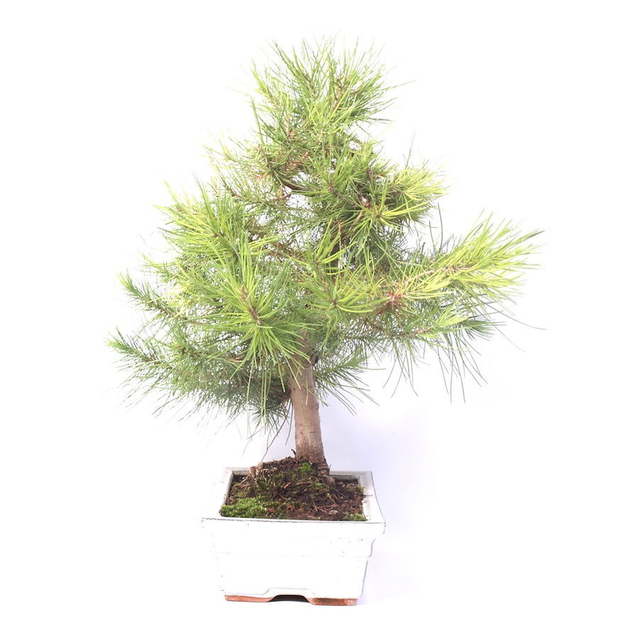 Pinus Halepensis 25cm, hoogte 45cm