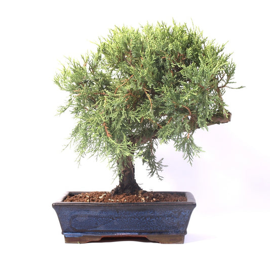 Juniperus  potmaat 25cm, hoogte 42cm