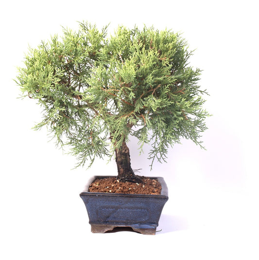 Juniperus  potmaat 25cm, hoogte 42cm