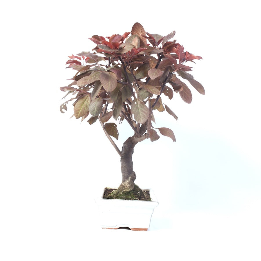 Prunus Cerasifera Pissardii 25cm, hoogte 45cm
