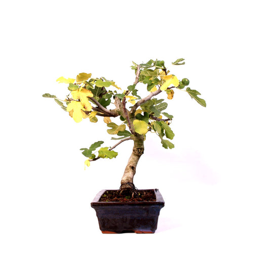 Ficus Carica, figuier, pot de 28 cm, hauteur 46 cm