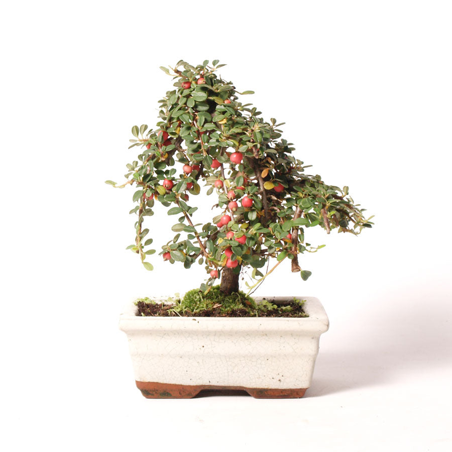 Cotoneaster creme pot maat 15cm