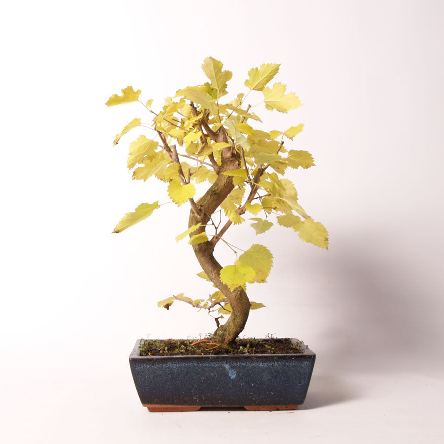 Morus Amoreira pot bleu taille 25 cm