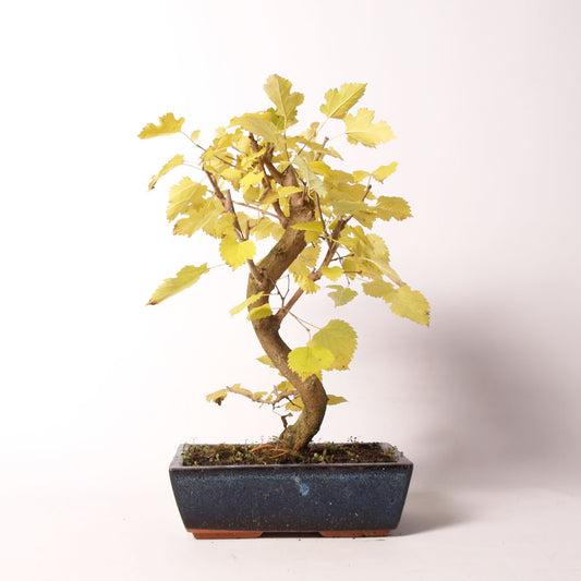 Morus Amoreira pot bleu taille 25 cm