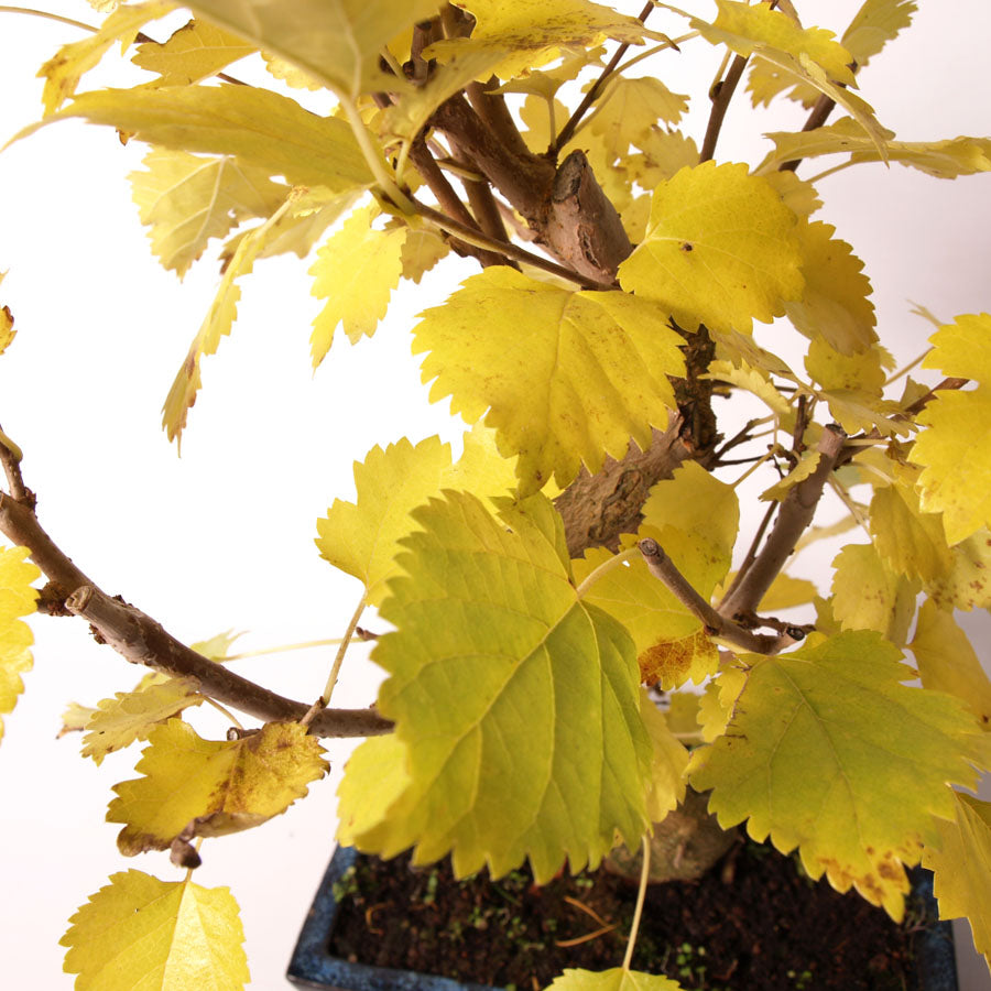 Morus Amoreira pot bleu taille 25 cm